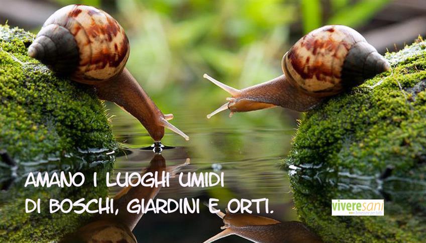 La chiocciola, non solo simbolo nelle e-mail La chiocciola, non solo simbolo nelle e-mail